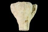 Oreodont (Merycoidodon) Skull Section - South Dakota #146174-1